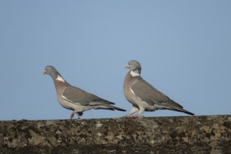 Wood pigeon (Columba palumbus) two adult birds performing their love courtship display on an urban