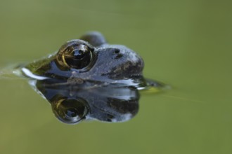 Common frog (Rana temporaria) adult amphibian on the water surface of a garden pond, England,