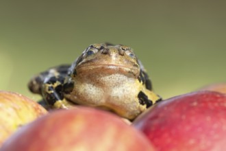 Common frog (Rana temporaria) adult amphibian on a fallen apple in a garden, England, United