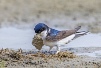 Common house martin, northern house martin (Delichon urbicum) collecting mud in beak from puddle