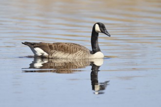 Canada goose (Branta canadensis), swimming on a lake, wildlife, birds, geese, nature reserve