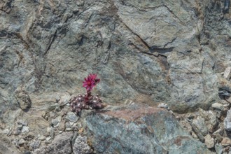 A striking pink flower Sempervivum arachnoideum (cobweb houseleek) grows out of a rocky surface and