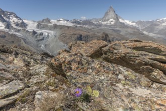 A solitary purple wildflower Aster des Alpes (Aster alpinus) rises from the rocky ground and