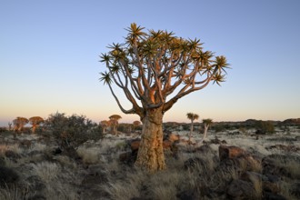 Quiver tree (Aloe dichotoma) in the morning light, quiver tree forest near Keetmanshoop, Karas