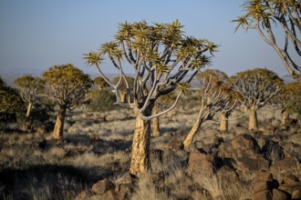 Quiver trees (Aloe dichotoma), quiver tree forest near Keetmanshoop, Karas Region, Namibia