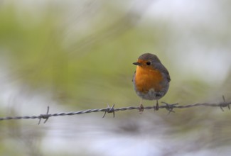 European robin (Erithacus rubecula), Lower Rhine, North Rhine-Westphalia, Germany