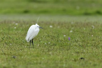 Little Egret (Egretta garzetta) standing in a meadow, Texel, North Holland, Netherlands