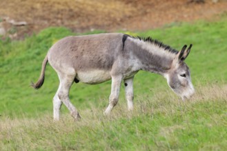 A male grey domestic donkey (Equus asinus) grazes in a green paddock