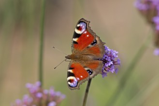 Butterfly, peacock butterfly (Aglais io), Purpletop vervain (Verbena bonariensis), Burgstemmen,