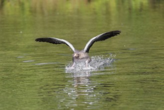An adult greylag goose (Anser anser) lands on a lake on a sunny day. Bavaria, Germany