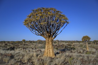 Quiver tree (Aloe dichotoma), quiver tree forest near Keetmanshoop, Karas Region, Namibia