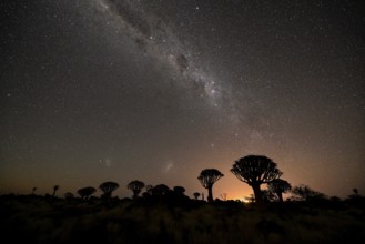 Quiver trees (Aloe dichotoma) under the starry sky, quiver tree forest near Keetmanshoop, Karas