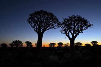 Quiver trees (Aloe dichotoma), blue hour, quiver tree forest near Keetmanshoop, Karas Region,