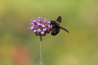 Wood bee (Xylocopa), Purpletop vervain (Verbena bonariensis), Burgstemmen, Nordstemmen, Lower
