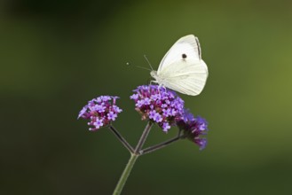 Butterfly, Cabbage butterfly (Pieris brassicae), Purpletop vervain (Verbena bonariensis),