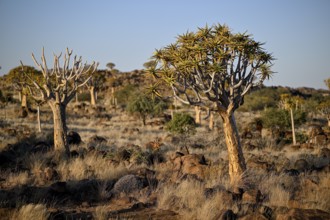 Quiver trees (Aloe dichotoma), quiver tree forest near Keetmanshoop, Karas Region, Namibia