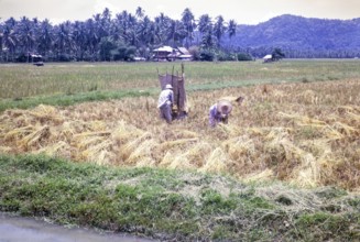 Rice cultivation paddy fields rural farming agriculture countryside area, Penang, Penang Island,