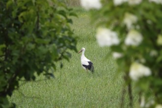 White stork, summer, Germany