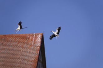 White storks, summer, Germany