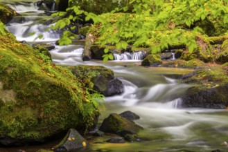 Stream through moss-covered stones, bracken fern (Pteridium aquilinum), Leptosporangiate ferns