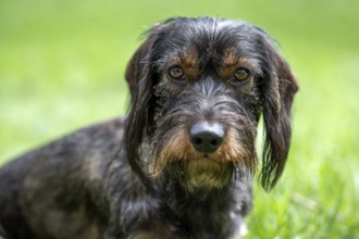 Rough-haired dachshund (Canis lupus familiaris) male, 4 years, animal portrait, attentive,