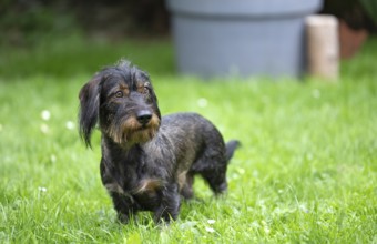 Rough-haired dachshund (Canis lupus familiaris) male, 4 years, attentive, in a meadow, in garden,