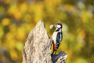Great spotted woodpecker (Dendrocopus major) ml Germany