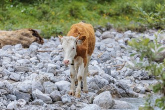 Holstein Friesian cattle crossing a creek on an alpine pasture. Eng valley, Austria