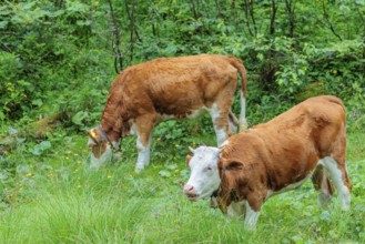 Holstein-Friesian cattle grazing on a mountain pasture in steep terrain. Eng Valley, Austria