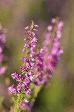Flowering heather (Calluna vulgaris), heather, Trupacher Heide nature reserve, Siegen, North