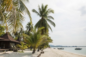 White sandy beach and coconut palms, Pearl Beach, Koh Mook, Trang Province, Southern Thailand,