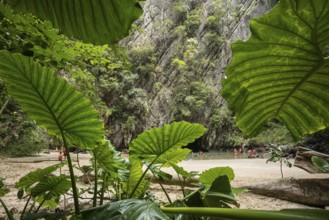 Sandy beach beach with cave in the rainforest, Emerald Cave, Koh Mook, Trang Province, Southern
