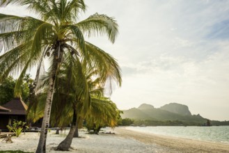 White sandy beach and coconut palms, sunset, Pearl Beach, Koh Mook, Trang Province, Southern