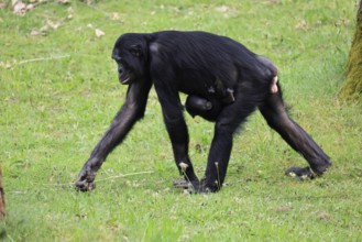 Bonobo (Pan Paniscus), dwarf chimpanzee, adult, female, juvenile, mother, running, social behaviour