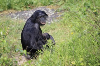 Bonobo (Pan Paniscus), pygmy chimpanzee, adult, female, juvenile, mother, social behaviour,