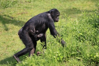 Bonobo (Pan Paniscus), pygmy chimpanzee, adult, female, juvenile, mother, social behaviour