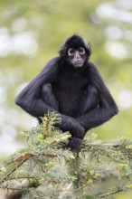 Brown-headed spider monkey (Ateles fusciceps rufiventris), alert, sitting, on tree, South America