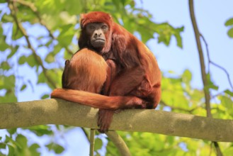 Venezuelan red howler (Alouatta seniculus), adult, female, juvenile, on tree, resting, South