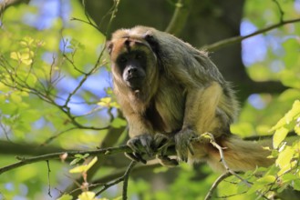 Black howler (Alouatta caraya), adult, female, on tree, alert, South America