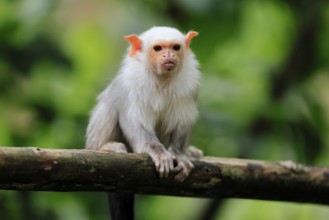 Silver marmoset (Mico argentatus, Syn.: Callithrix argentata), silver marmoset, adult, sitting on