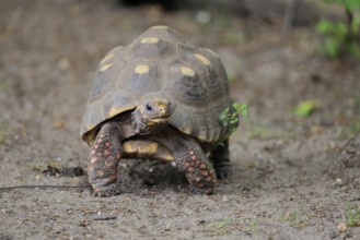 Coal turtle (Geochelone carbonaria), adult, foraging, running, South America