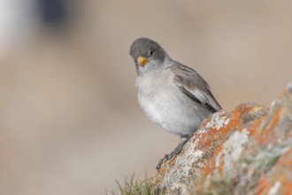A young white snowfinch (Montifringilla nivalis) with grey feathers and a bright orange beak sits