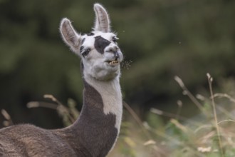 A curious llama jumps around on grass in a green field surrounded by trees. Its striking facial