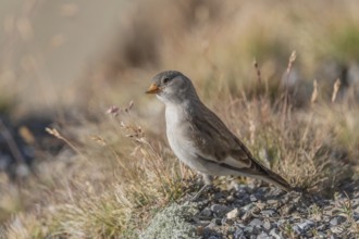 A young white snowfinch (Montifringilla nivalis) searches for food between rocks and grass. The