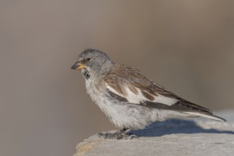 A white snowfinch (Montifringilla nivalis) stands on a rocky surface and displays its striking