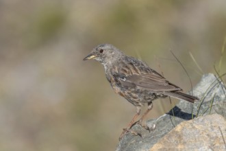 An Alpine Accentor (Prunella collaris) stands on a rocky surface beneath clear ski slopes. Its