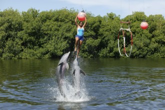 Dolphin, Bottlenose dolphin (Tursiops truncatus), 2 animals performing tricks, Cuba, Caribbean,