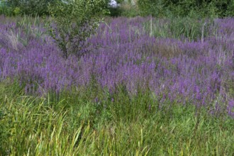 Purple loosestrife (Lythrum salicaria) in a dry carp pond, Eckental, Middle Franconia, Bavaria,
