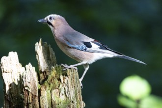 Eurasian jay (Garrulus glandarius) Germany