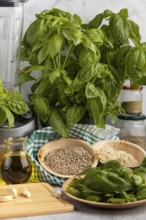 Basil next to a blender, with bowls full of pesto ingredients such as sunflower seeds, garlic and